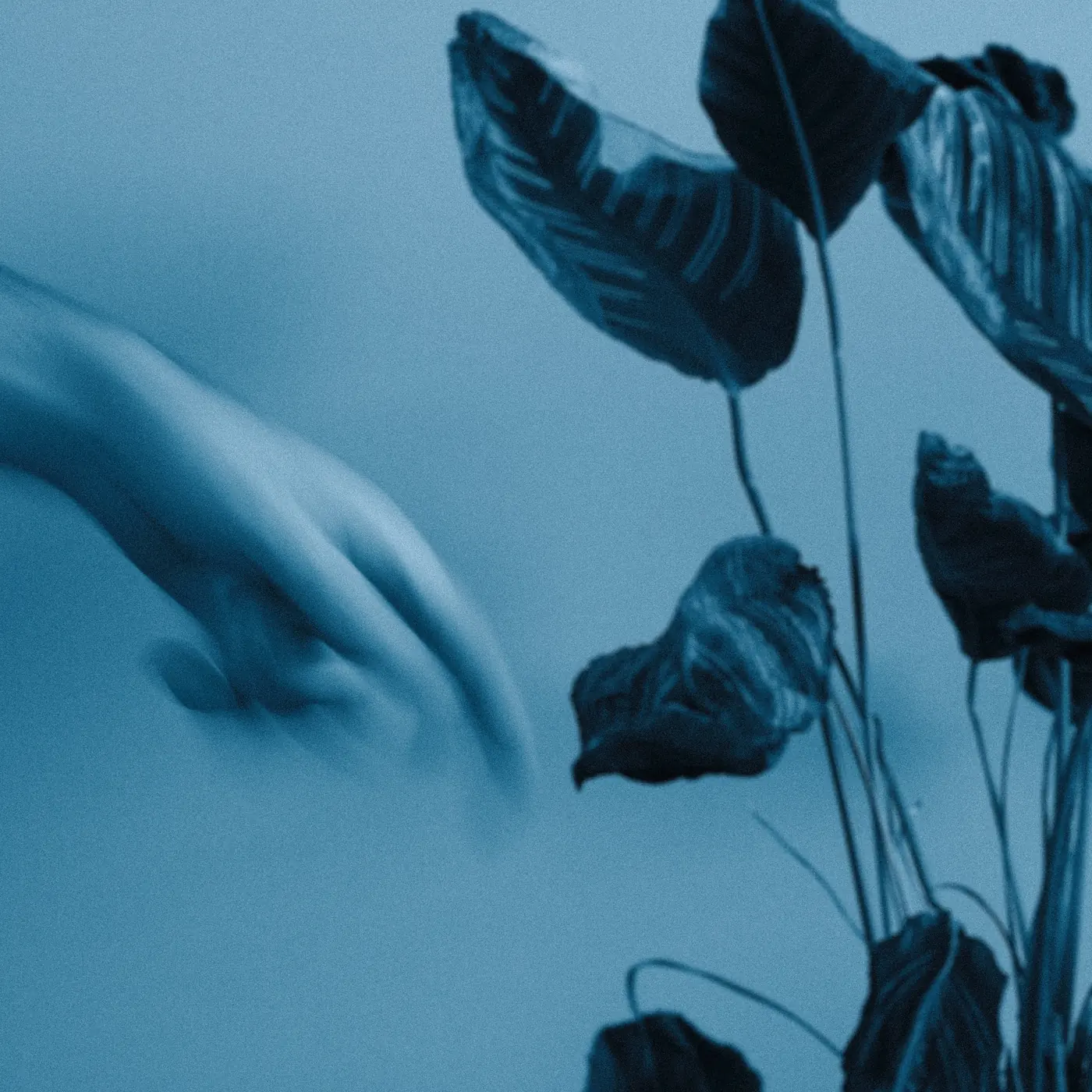 Artwork for Ricordi by Andrea Viscardi: a hand reaching towards calathea leaves, in blue